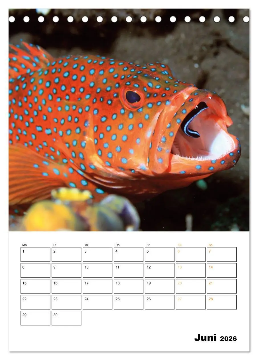 Bild: 9783516599695 | Farbrausch unter Wasser: Fische am Riff (Tischkalender 2026 DIN A5...