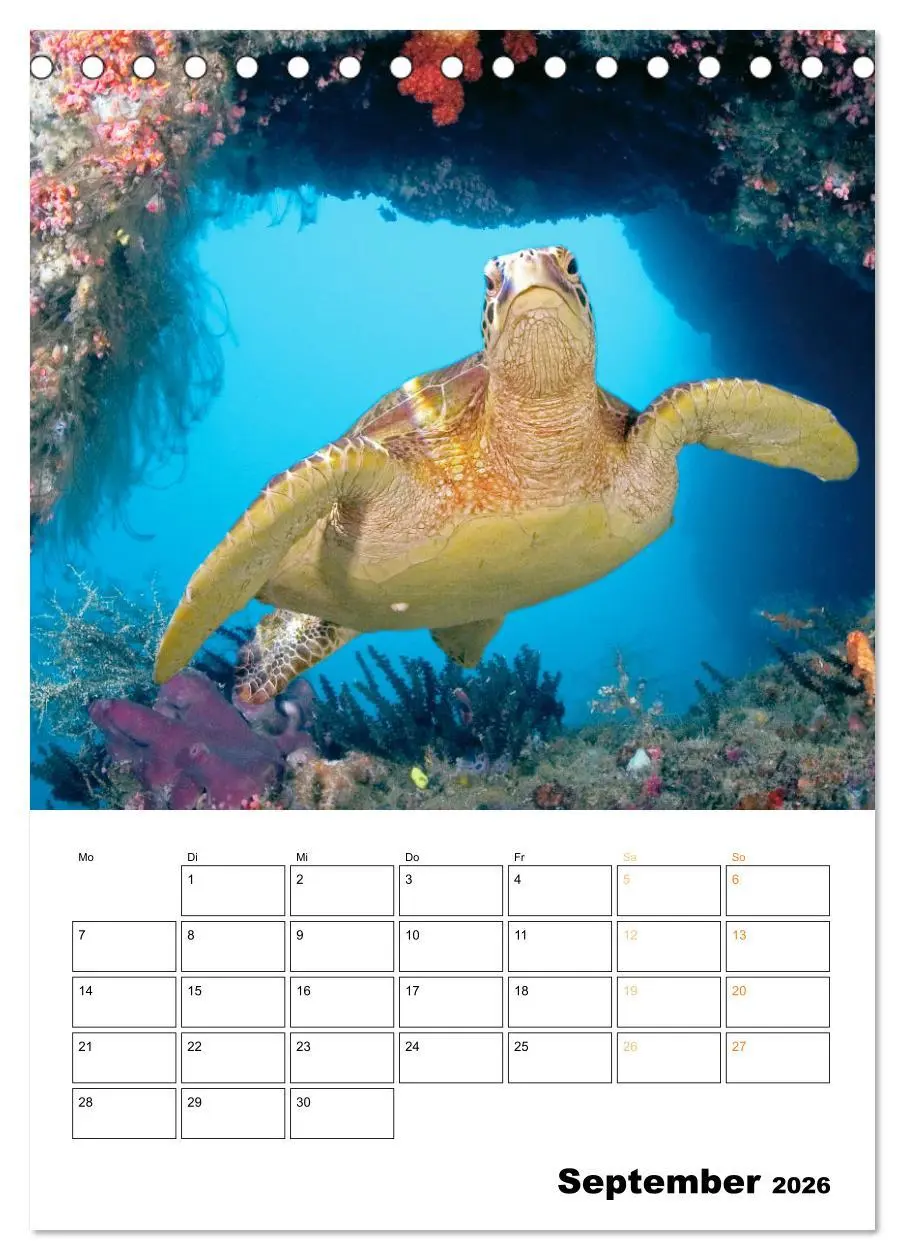 Bild: 9783516599695 | Farbrausch unter Wasser: Fische am Riff (Tischkalender 2026 DIN A5...