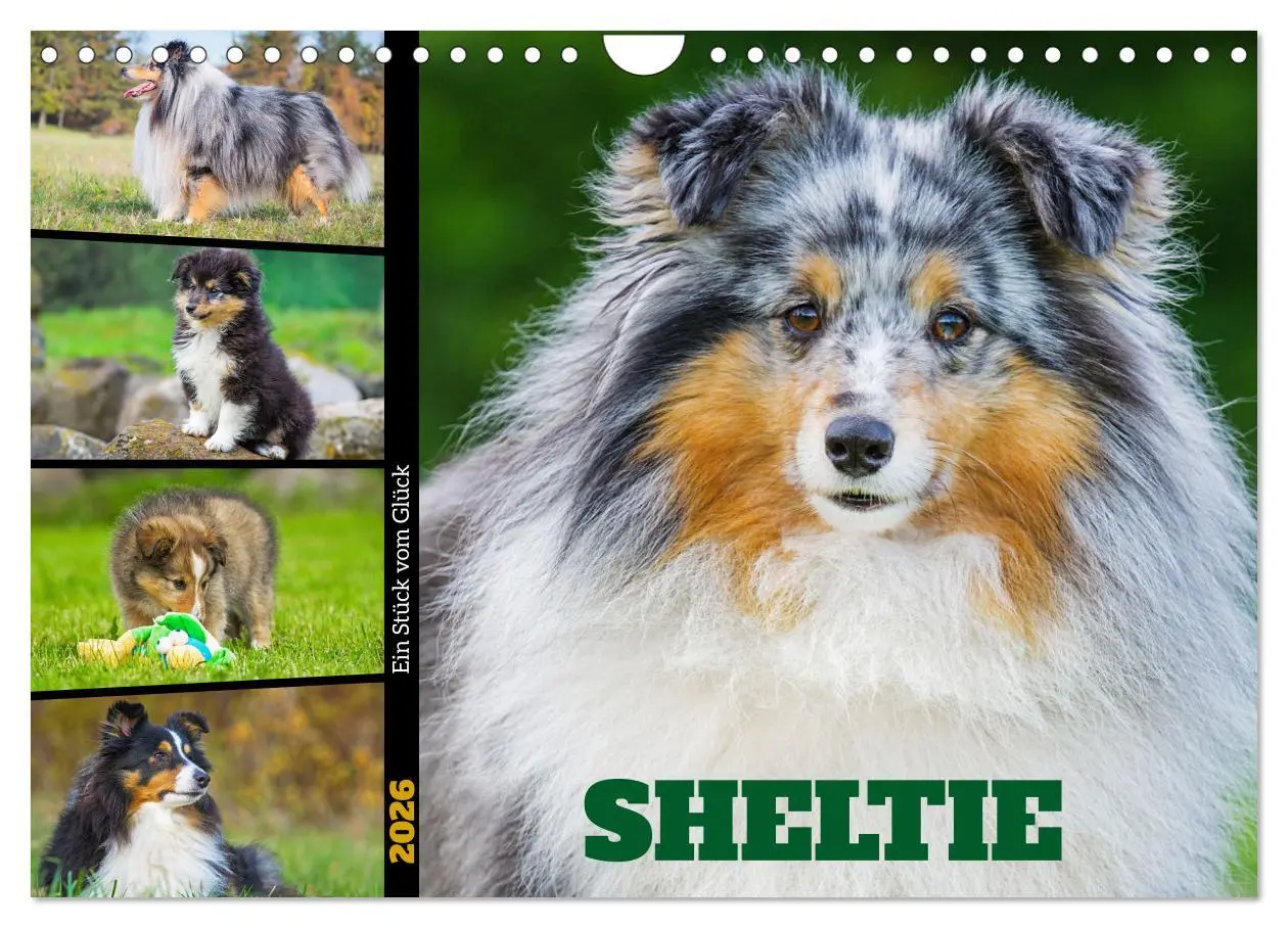 Cover: 9783457319895 | Sheltie - Ein Stück vom Glück (Wandkalender 2026 DIN A4 quer),...