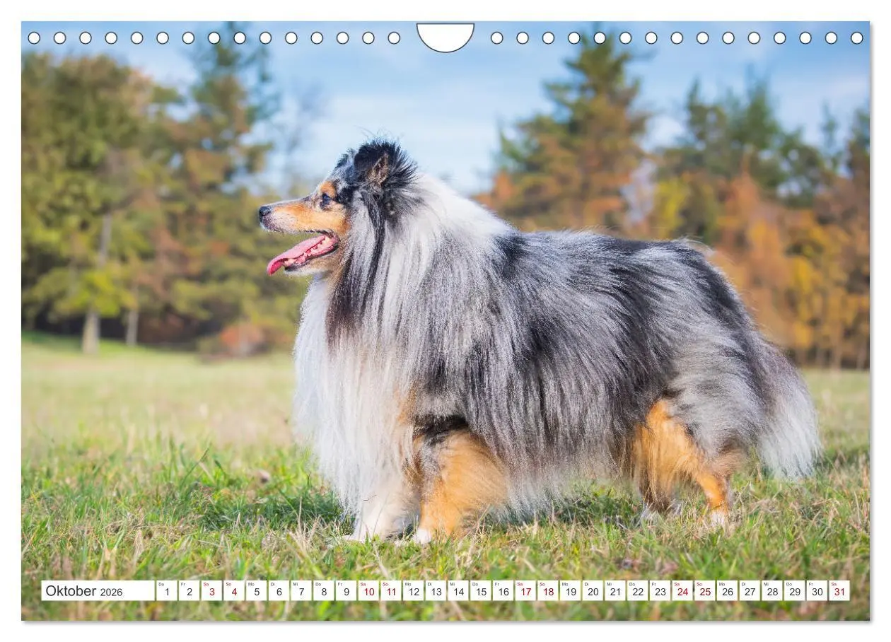 Bild: 9783457319895 | Sheltie - Ein Stück vom Glück (Wandkalender 2026 DIN A4 quer),...