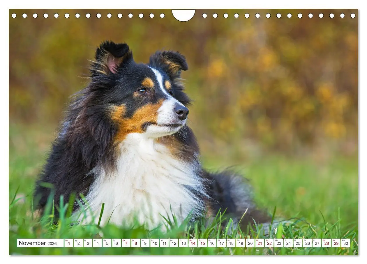 Bild: 9783457319895 | Sheltie - Ein Stück vom Glück (Wandkalender 2026 DIN A4 quer),...