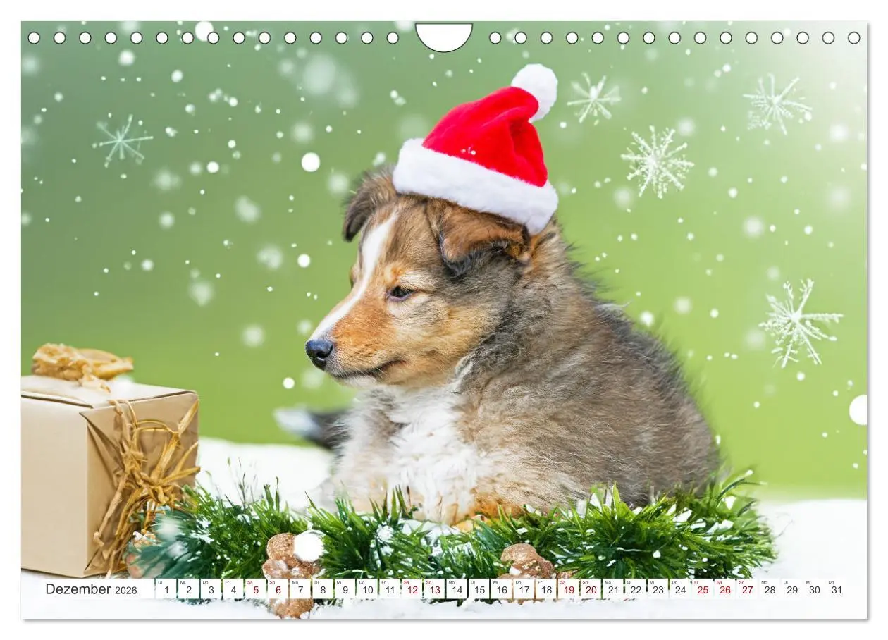 Bild: 9783457319895 | Sheltie - Ein Stück vom Glück (Wandkalender 2026 DIN A4 quer),...