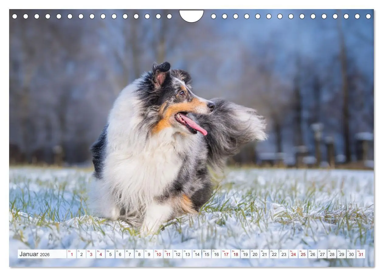 Bild: 9783457319895 | Sheltie - Ein Stück vom Glück (Wandkalender 2026 DIN A4 quer),...
