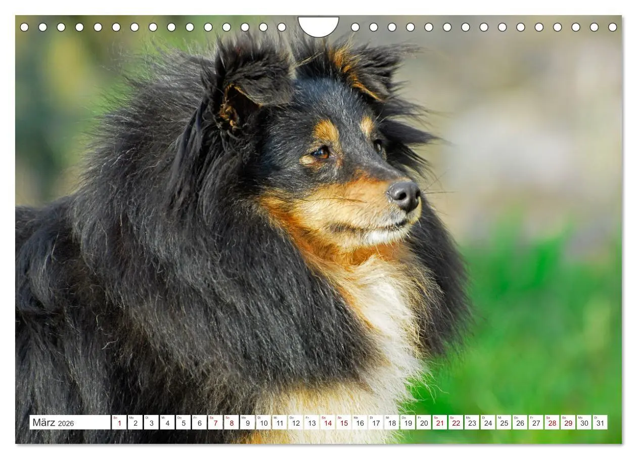 Bild: 9783457319895 | Sheltie - Ein Stück vom Glück (Wandkalender 2026 DIN A4 quer),...