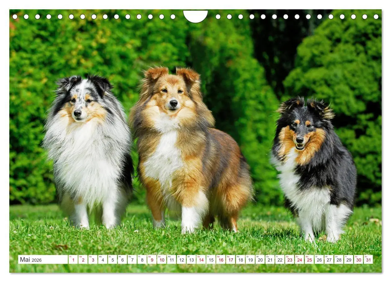 Bild: 9783457319895 | Sheltie - Ein Stück vom Glück (Wandkalender 2026 DIN A4 quer),...