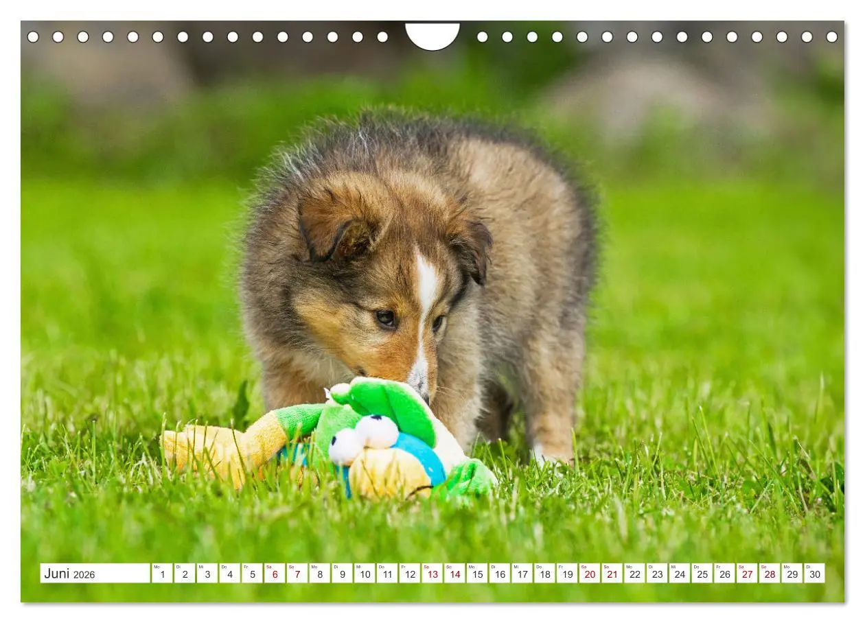 Bild: 9783457319895 | Sheltie - Ein Stück vom Glück (Wandkalender 2026 DIN A4 quer),...