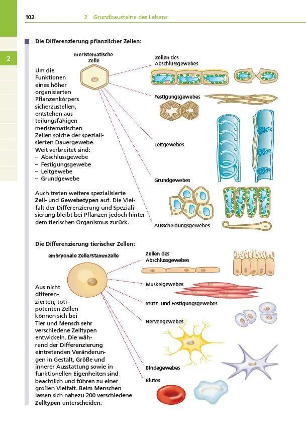 Bild: 9783411710096 | Basiswissen Schule - Biologie Abi | Wilfried Probst (u. a.) | Buch