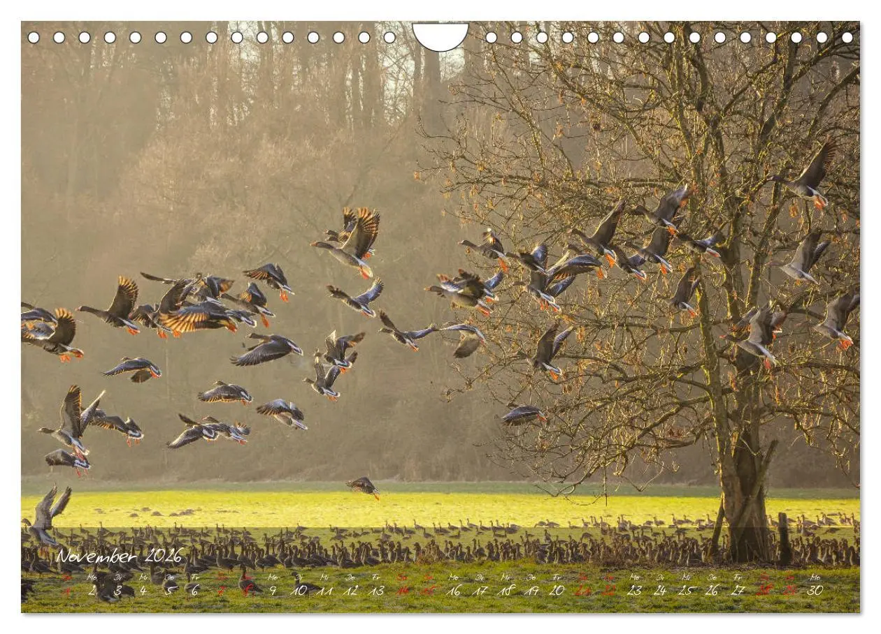 Bild: 9783457800096 | Romantisches NRW (Wandkalender 2026 DIN A4 quer), CALVENDO...