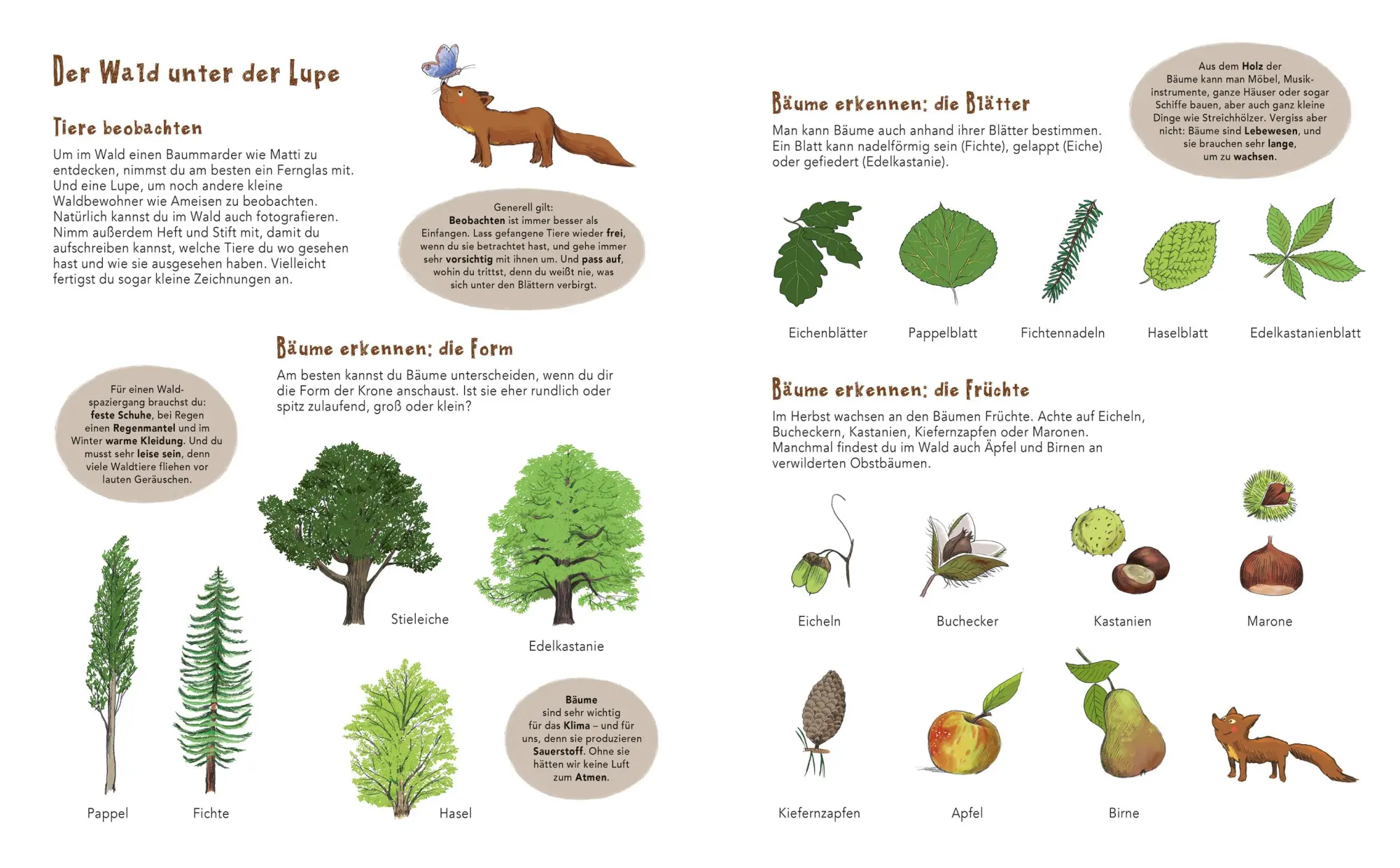 Bild: 9783734860096 | Matti und das Leben im Wald - Ein Marder zeigt dir sein Zuhause | Buch