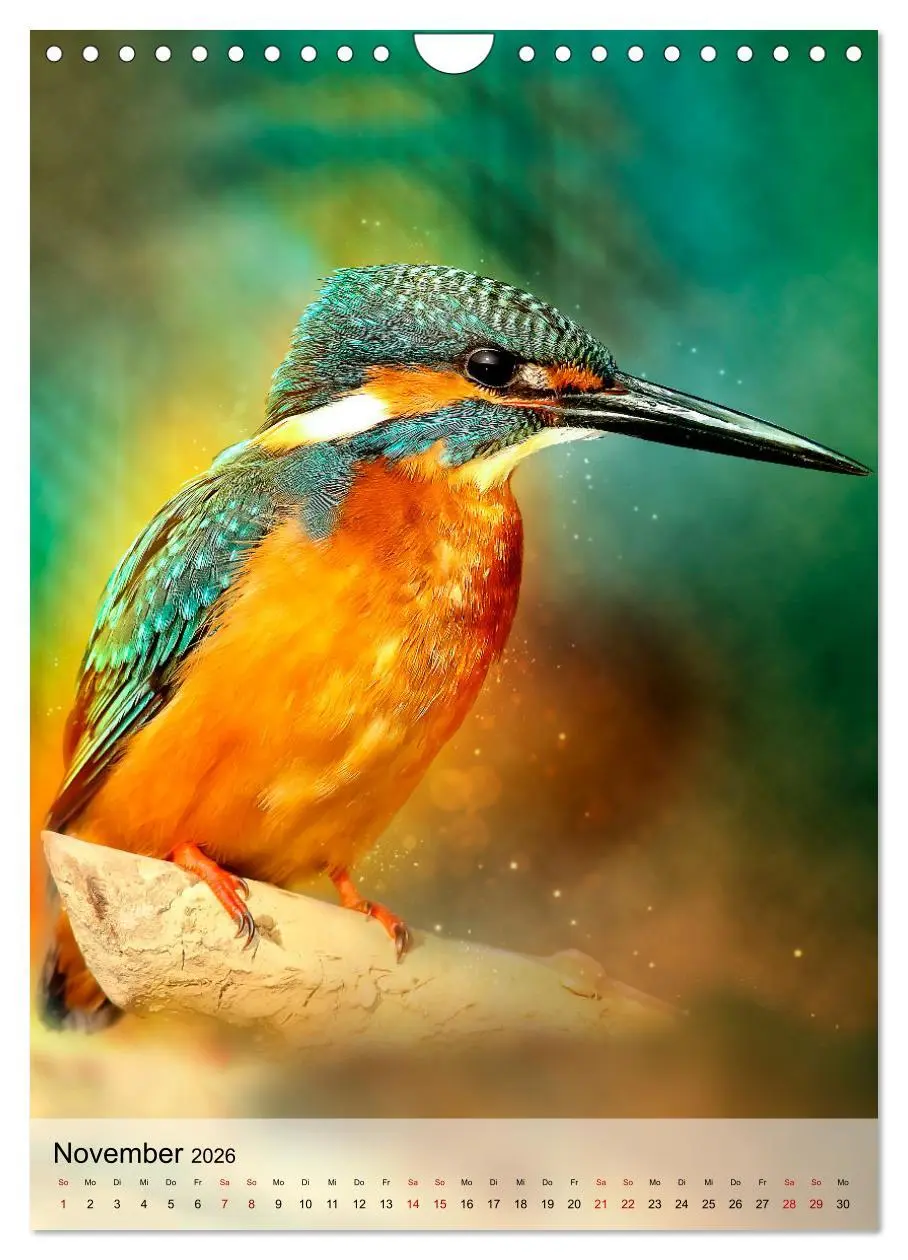 Bild: 9783516360196 | Schillernder Eisvogel (Wandkalender 2026 DIN A4 hoch), CALVENDO...