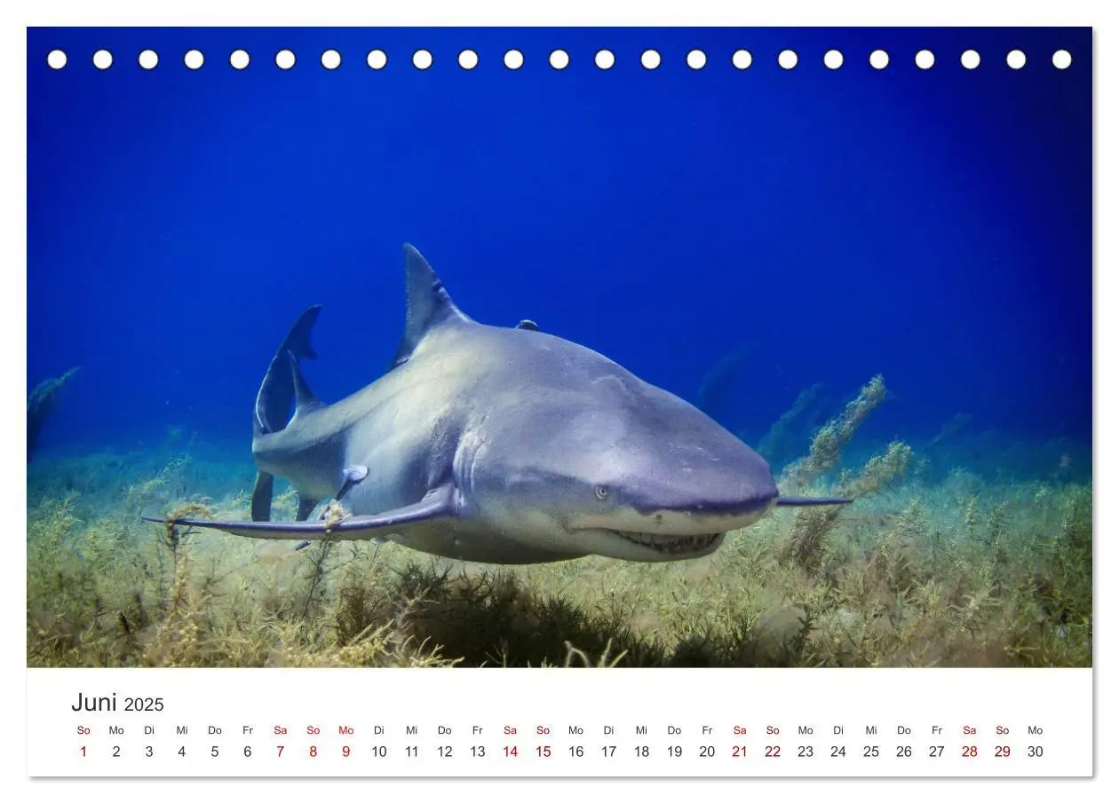 Bild: 9783435000296 | Haie - Könige der Meere. (Tischkalender 2025 DIN A5 quer), CALVENDO...