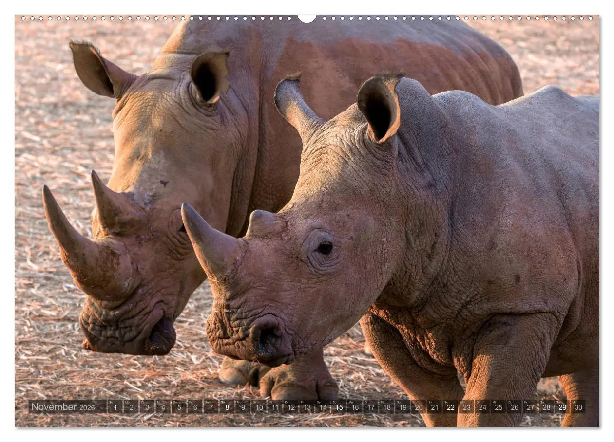 Bild: 9783457940396 | ETOSHA - Namibia Highlights (Wandkalender 2026 DIN A2 quer),...