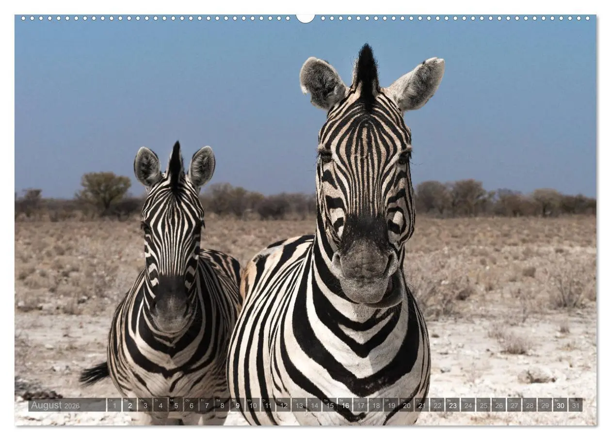 Bild: 9783457940396 | ETOSHA - Namibia Highlights (Wandkalender 2026 DIN A2 quer),...