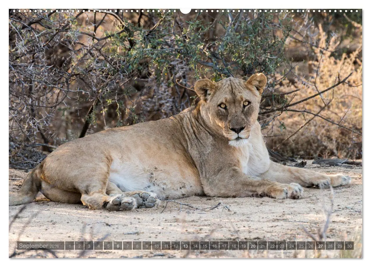 Bild: 9783457940396 | ETOSHA - Namibia Highlights (Wandkalender 2026 DIN A2 quer),...