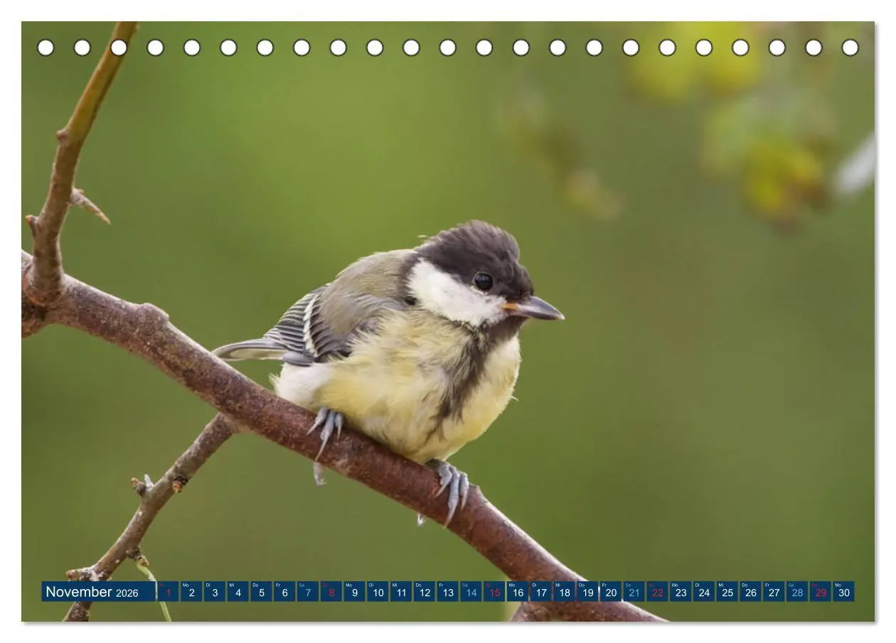 Bild: 9783457620496 | Kohlmeise - Fotografiert von Ostfriesenfotografie (Tischkalender...