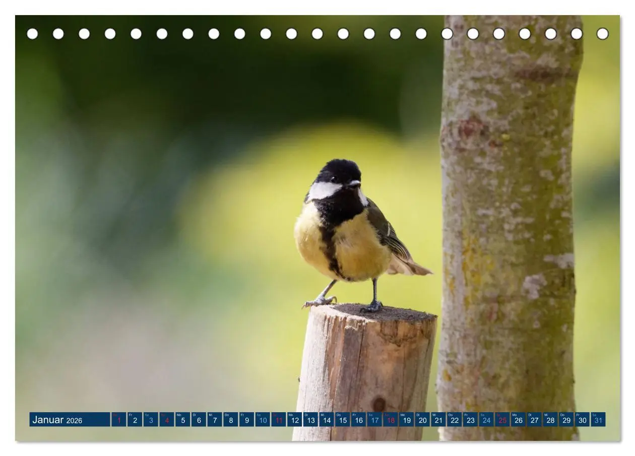 Bild: 9783457620496 | Kohlmeise - Fotografiert von Ostfriesenfotografie (Tischkalender...