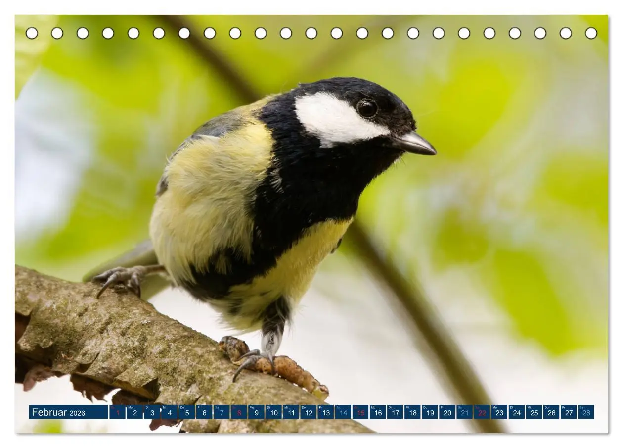 Bild: 9783457620496 | Kohlmeise - Fotografiert von Ostfriesenfotografie (Tischkalender...