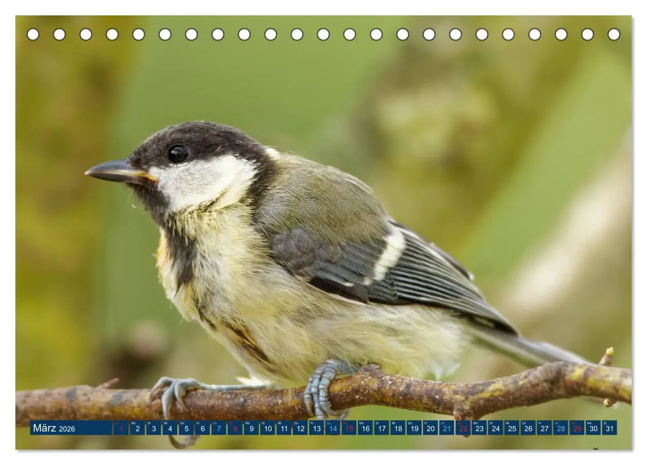 Bild: 9783457620496 | Kohlmeise - Fotografiert von Ostfriesenfotografie (Tischkalender...