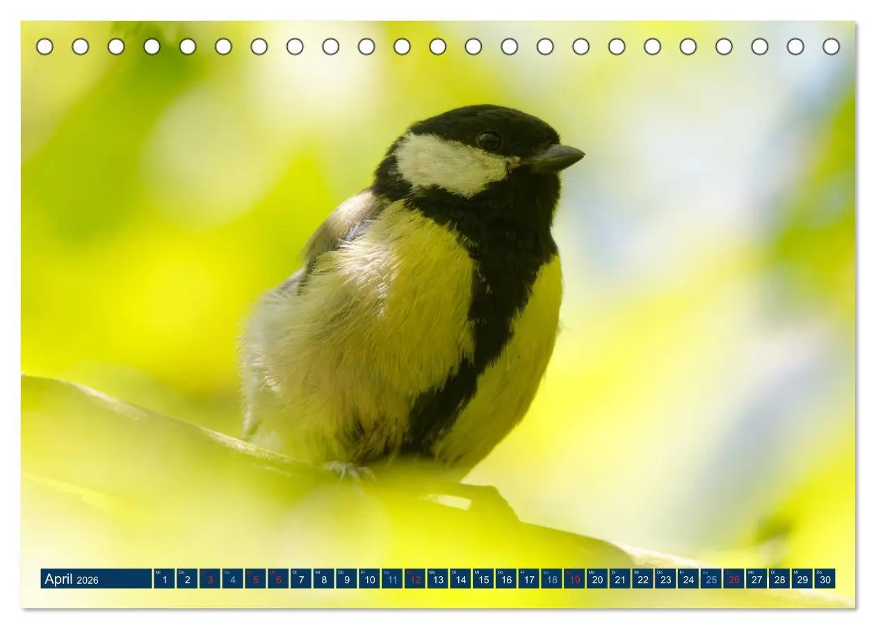 Bild: 9783457620496 | Kohlmeise - Fotografiert von Ostfriesenfotografie (Tischkalender...