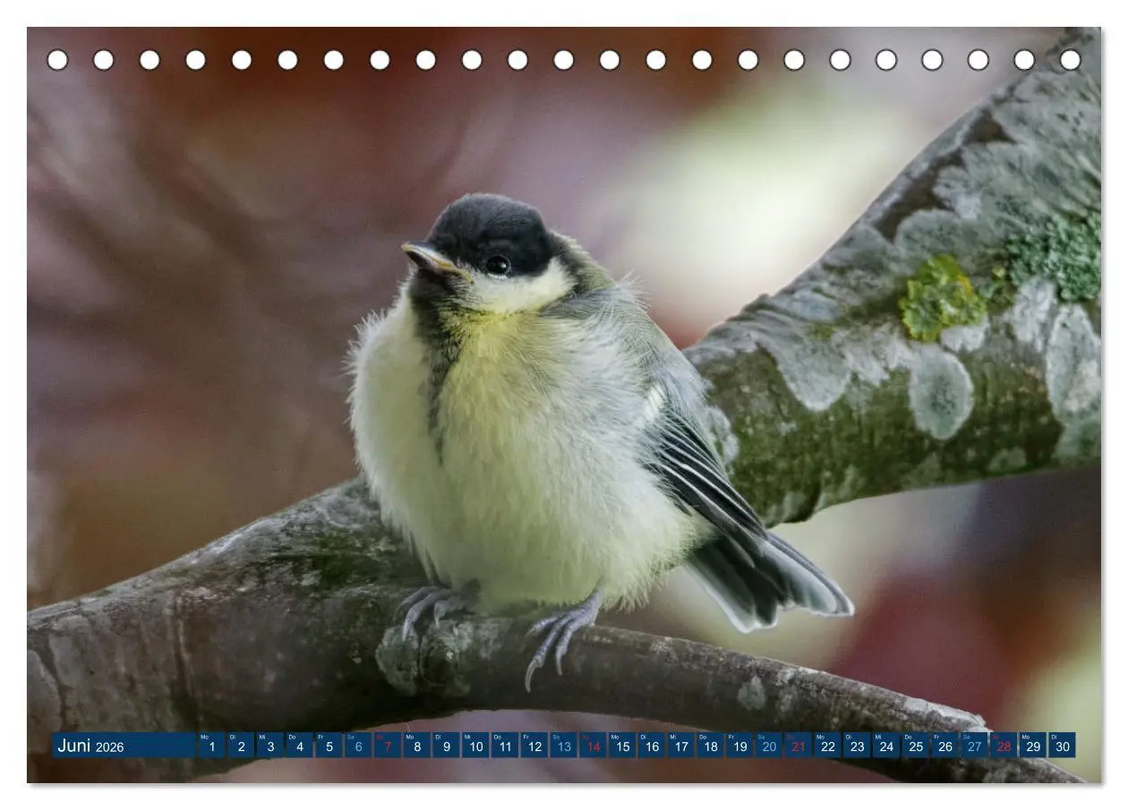 Bild: 9783457620496 | Kohlmeise - Fotografiert von Ostfriesenfotografie (Tischkalender...