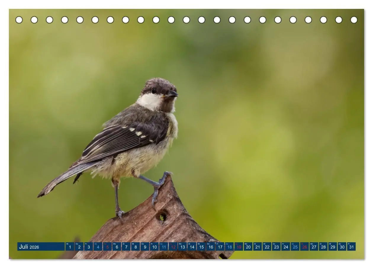 Bild: 9783457620496 | Kohlmeise - Fotografiert von Ostfriesenfotografie (Tischkalender...