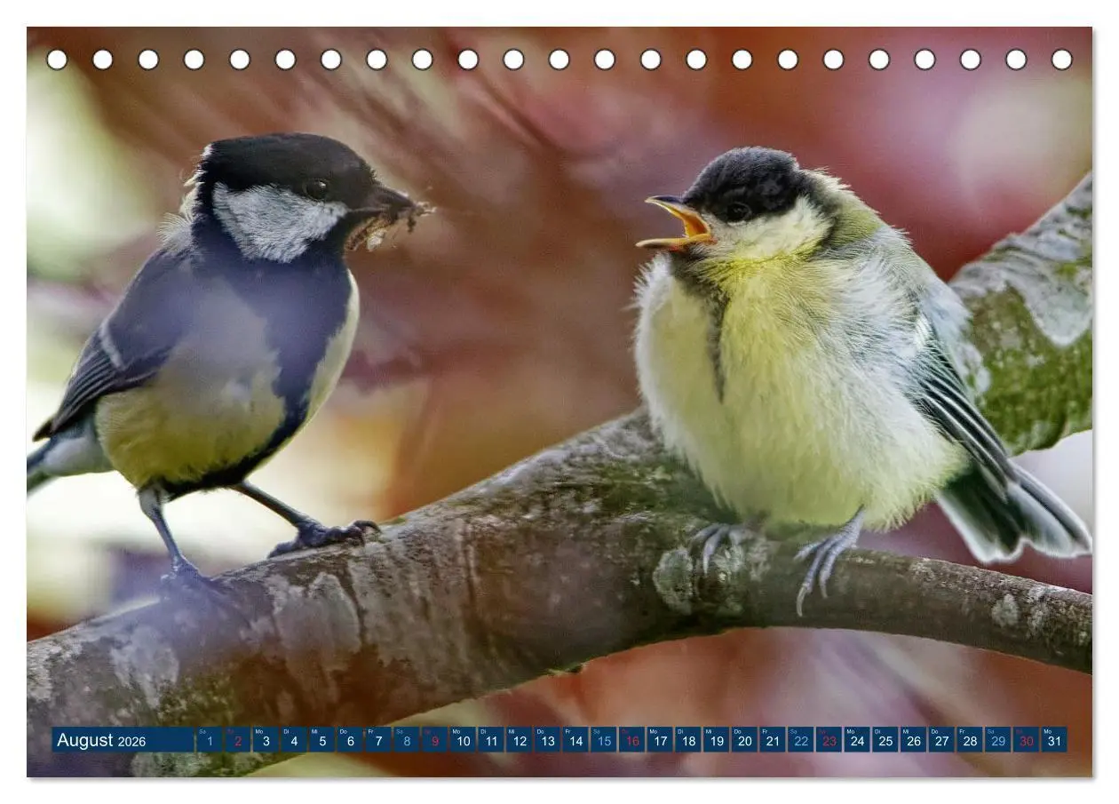 Bild: 9783457620496 | Kohlmeise - Fotografiert von Ostfriesenfotografie (Tischkalender...