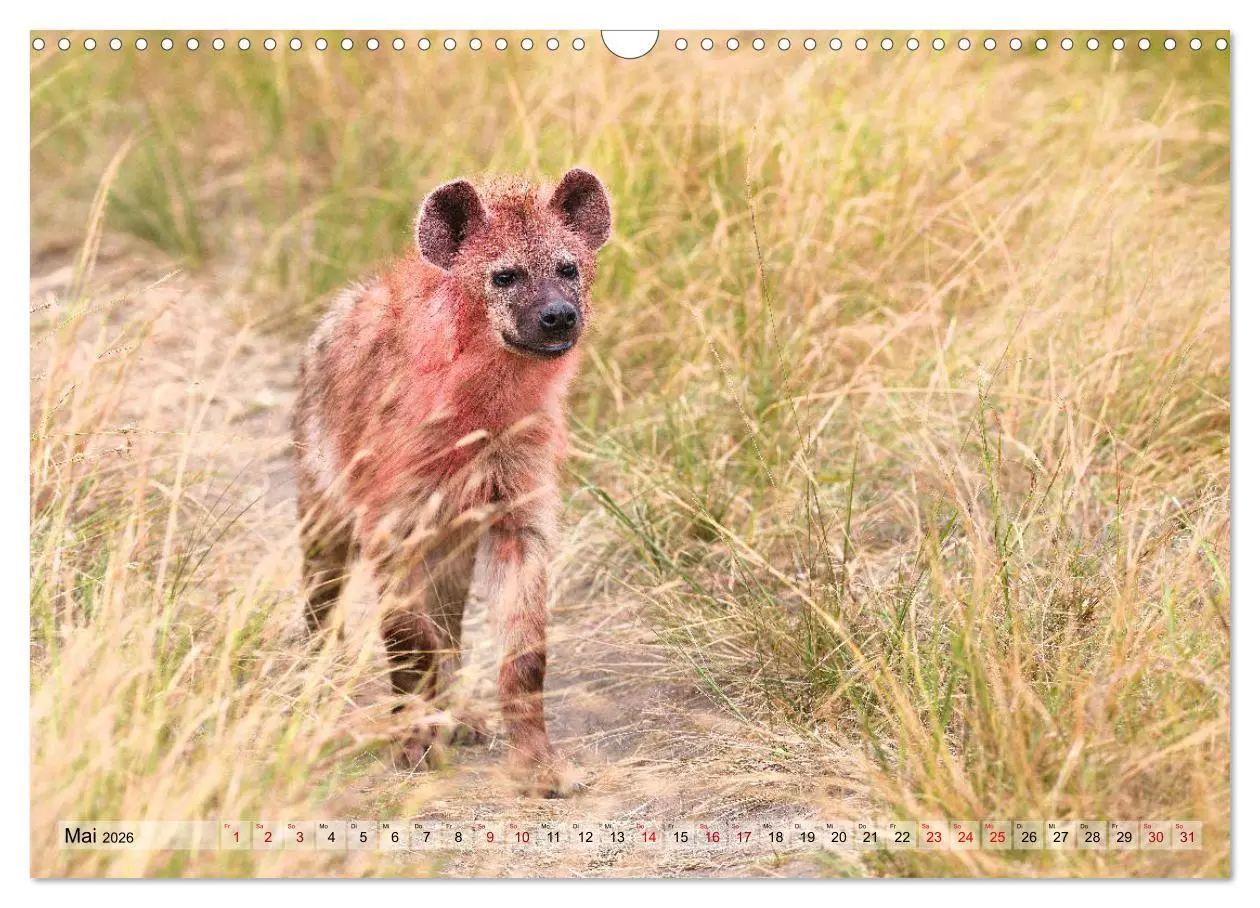 Bild: 9783457790496 | Faszination Afrika: Tüpfel-Hyänen (Wandkalender 2026 DIN A3 quer),...
