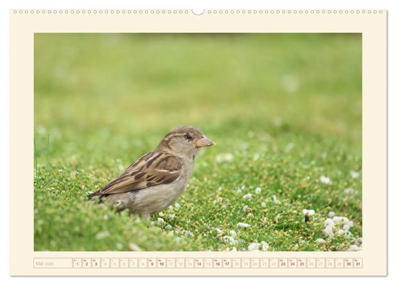Bild: 9783516190496 | Freche Spatzen (hochwertiger Premium Wandkalender 2026 DIN A2...