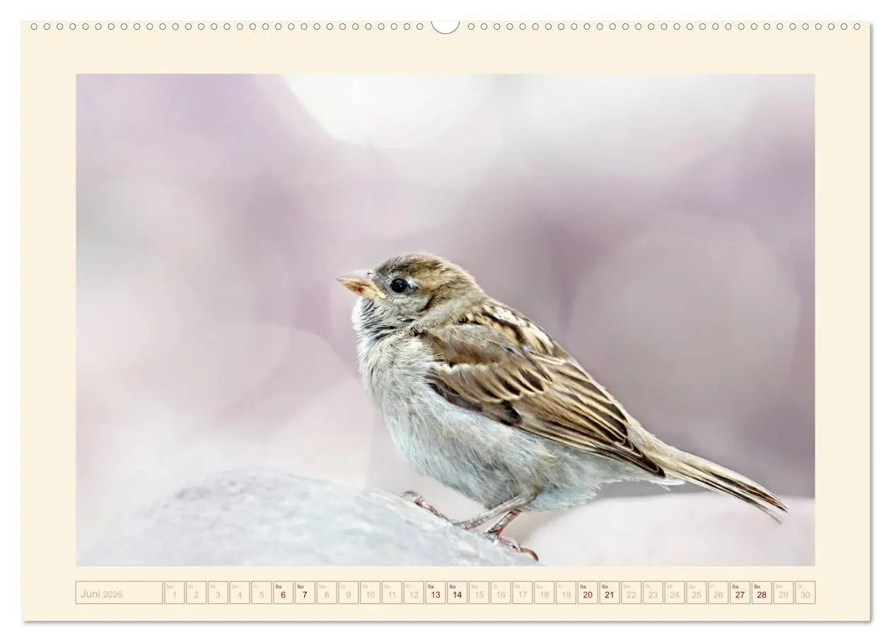 Bild: 9783516190496 | Freche Spatzen (hochwertiger Premium Wandkalender 2026 DIN A2...