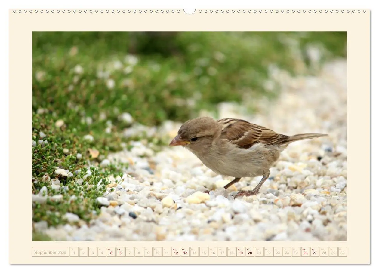 Bild: 9783516190496 | Freche Spatzen (hochwertiger Premium Wandkalender 2026 DIN A2...
