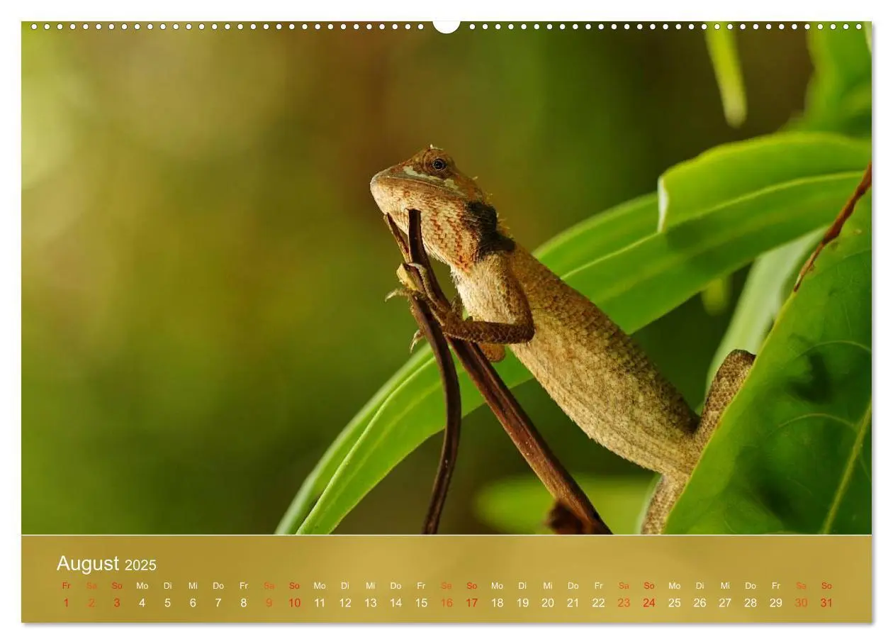 Bild: 9783435690596 | Agamen - Echsen aus der Urzeit (Wandkalender 2025 DIN A2 quer),...