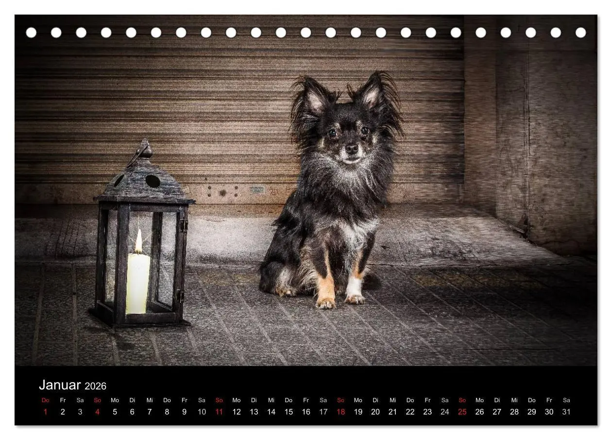 Bild: 9783516160796 | Chihuahuas - Cool and Cute (Tischkalender 2026 DIN A5 quer),...