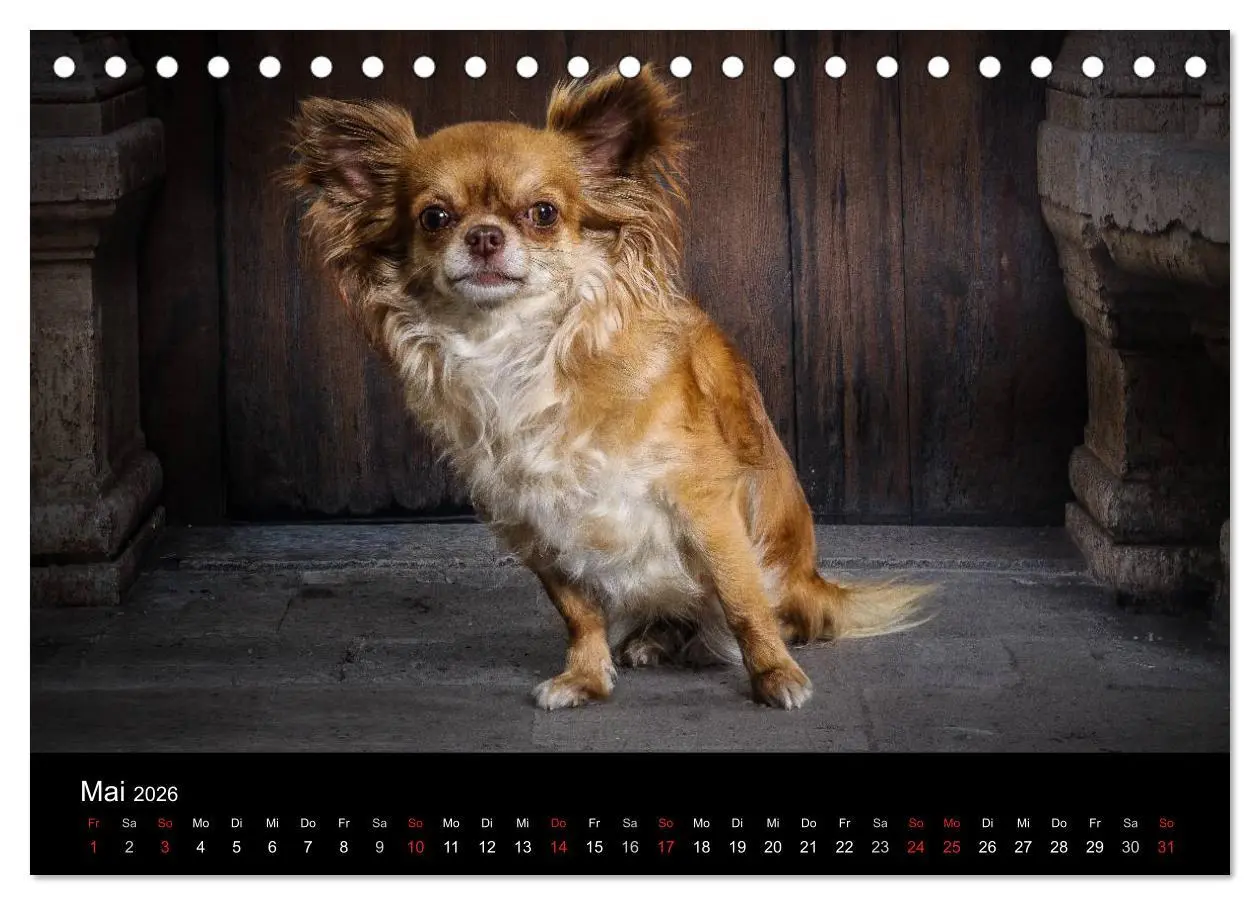 Bild: 9783516160796 | Chihuahuas - Cool and Cute (Tischkalender 2026 DIN A5 quer),...