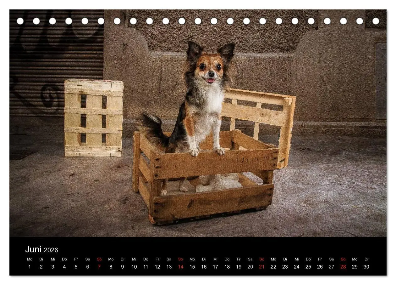 Bild: 9783516160796 | Chihuahuas - Cool and Cute (Tischkalender 2026 DIN A5 quer),...