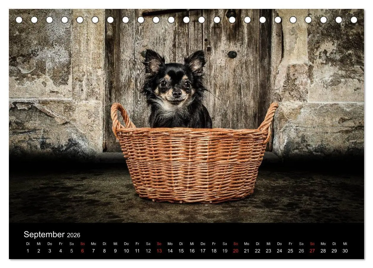 Bild: 9783516160796 | Chihuahuas - Cool and Cute (Tischkalender 2026 DIN A5 quer),...