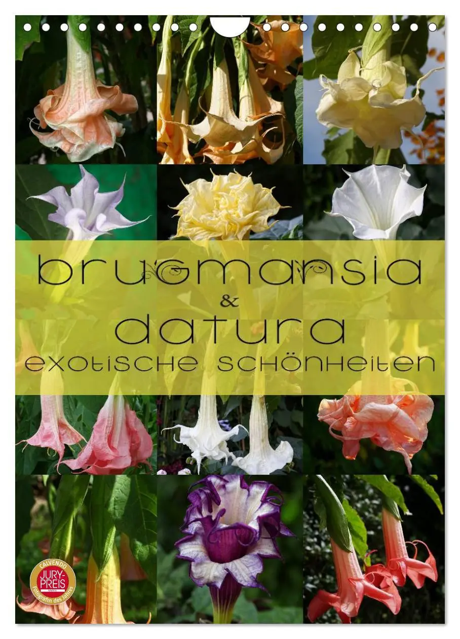 Cover: 9783516470796 | Brugmansia &amp; Datura - Exotische Schönheiten (Wandkalender 2026 DIN...