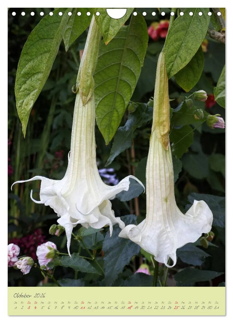 Bild: 9783516470796 | Brugmansia &amp; Datura - Exotische Schönheiten (Wandkalender 2026 DIN...