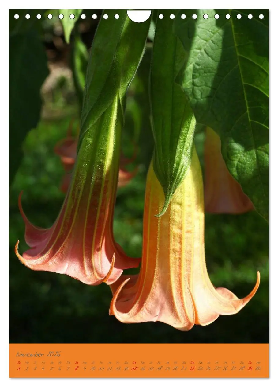 Bild: 9783516470796 | Brugmansia &amp; Datura - Exotische Schönheiten (Wandkalender 2026 DIN...