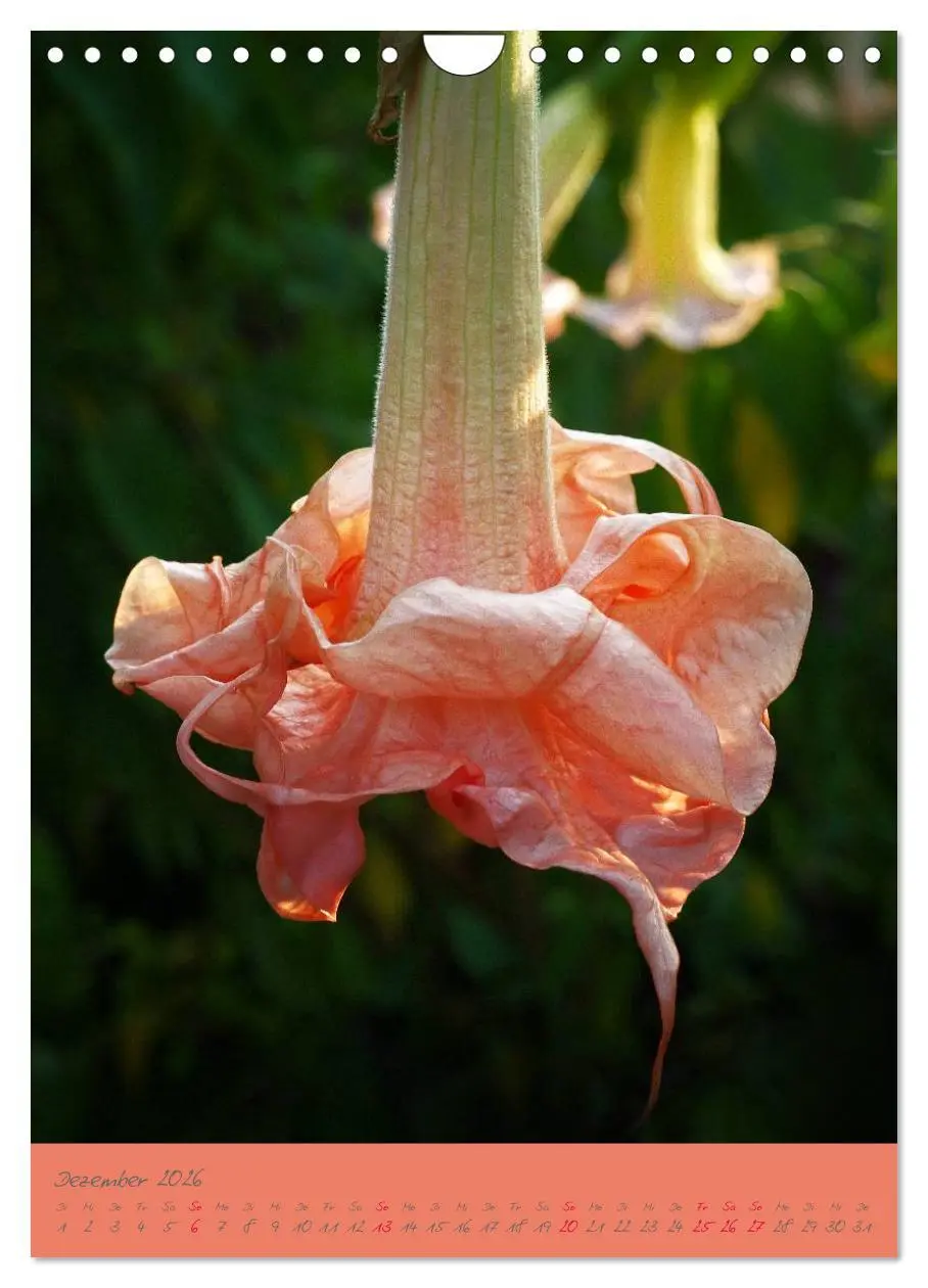 Bild: 9783516470796 | Brugmansia &amp; Datura - Exotische Schönheiten (Wandkalender 2026 DIN...