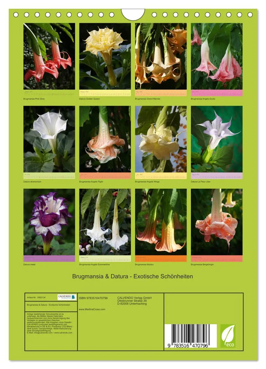 Bild: 9783516470796 | Brugmansia &amp; Datura - Exotische Schönheiten (Wandkalender 2026 DIN...