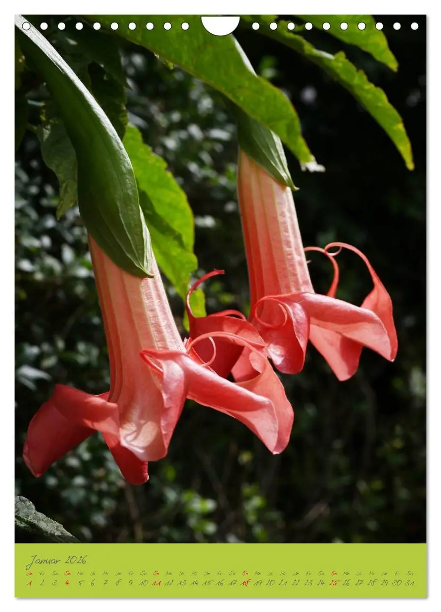 Bild: 9783516470796 | Brugmansia &amp; Datura - Exotische Schönheiten (Wandkalender 2026 DIN...