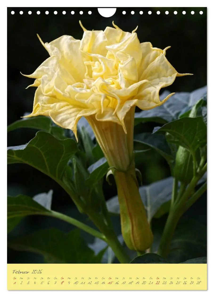 Bild: 9783516470796 | Brugmansia &amp; Datura - Exotische Schönheiten (Wandkalender 2026 DIN...