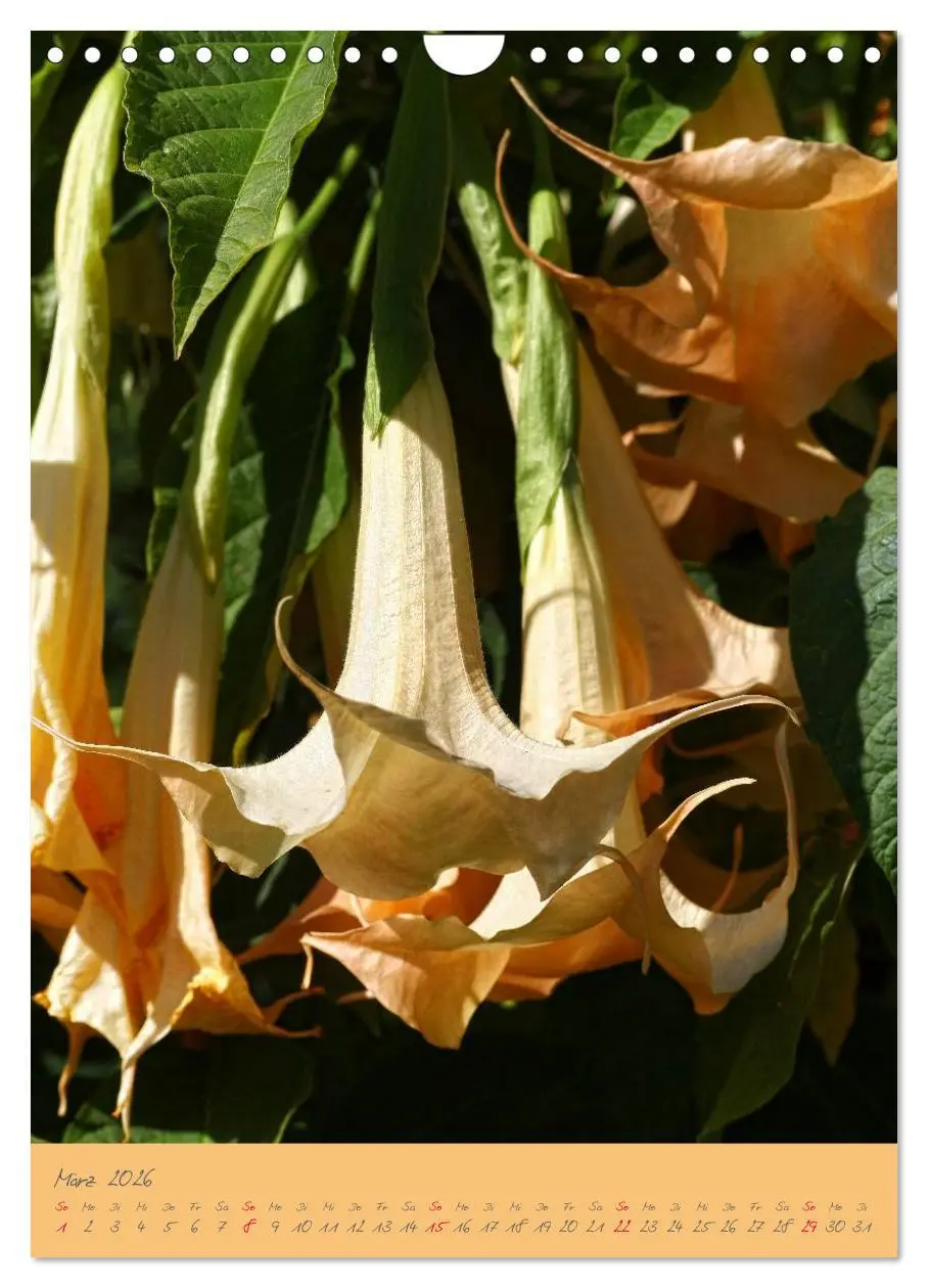 Bild: 9783516470796 | Brugmansia &amp; Datura - Exotische Schönheiten (Wandkalender 2026 DIN...
