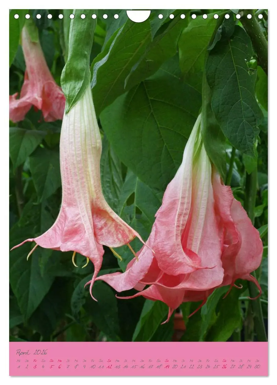 Bild: 9783516470796 | Brugmansia &amp; Datura - Exotische Schönheiten (Wandkalender 2026 DIN...