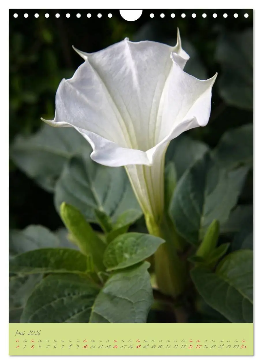Bild: 9783516470796 | Brugmansia &amp; Datura - Exotische Schönheiten (Wandkalender 2026 DIN...