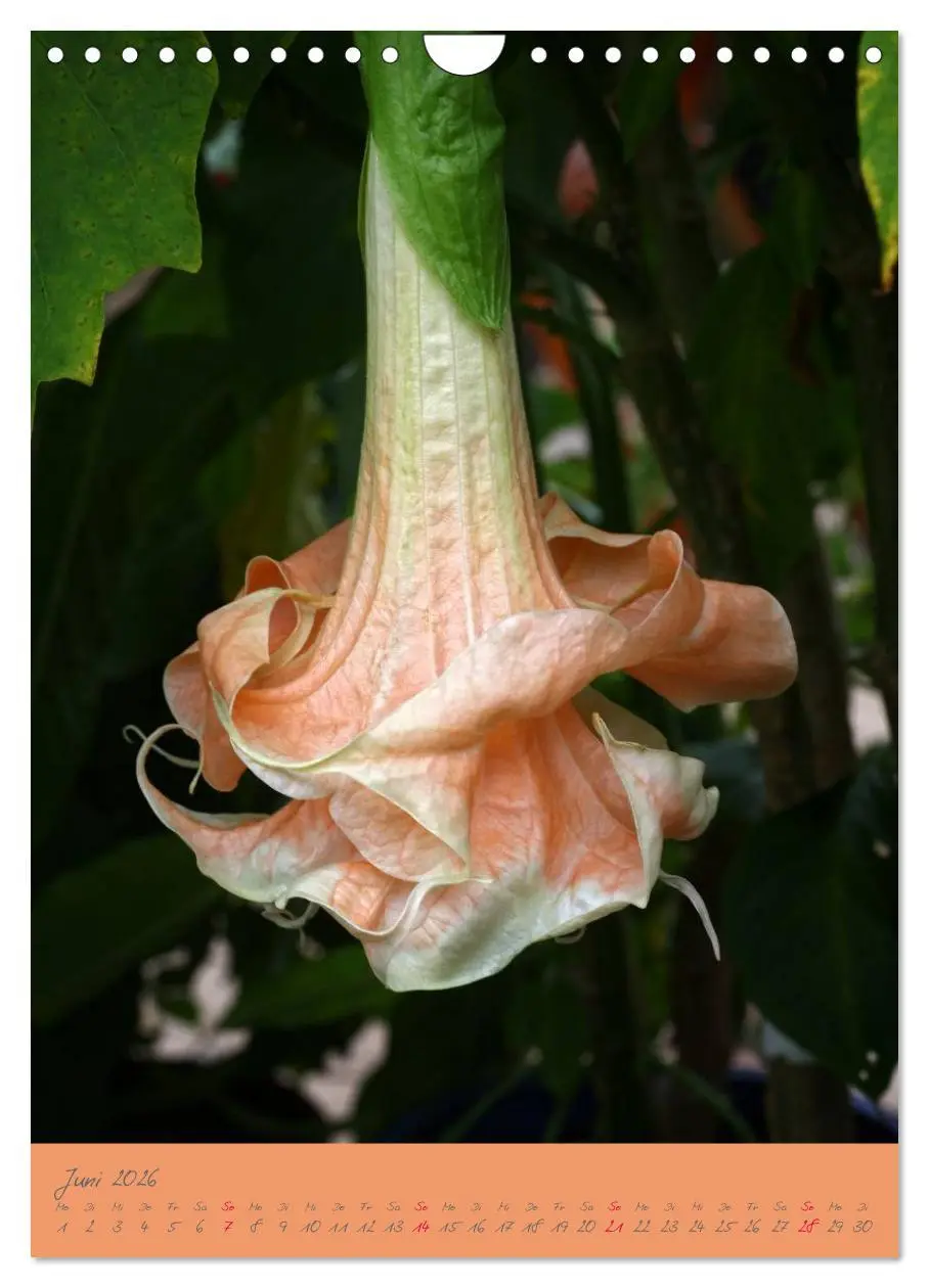 Bild: 9783516470796 | Brugmansia &amp; Datura - Exotische Schönheiten (Wandkalender 2026 DIN...