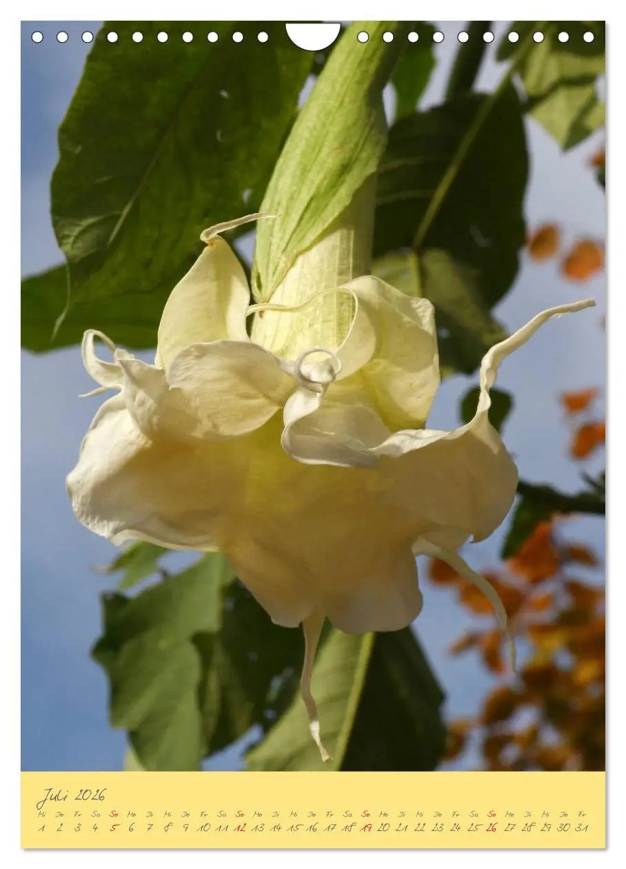 Bild: 9783516470796 | Brugmansia &amp; Datura - Exotische Schönheiten (Wandkalender 2026 DIN...