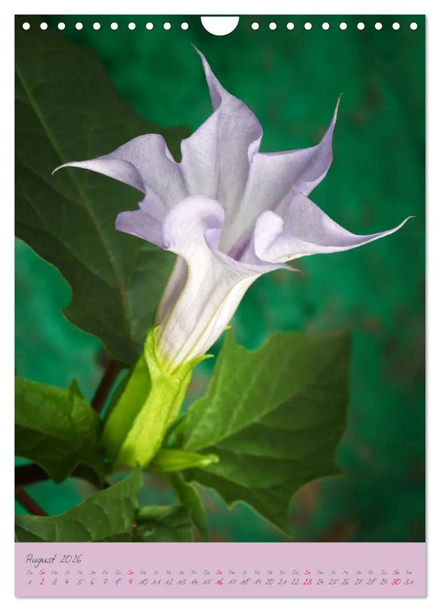 Bild: 9783516470796 | Brugmansia &amp; Datura - Exotische Schönheiten (Wandkalender 2026 DIN...