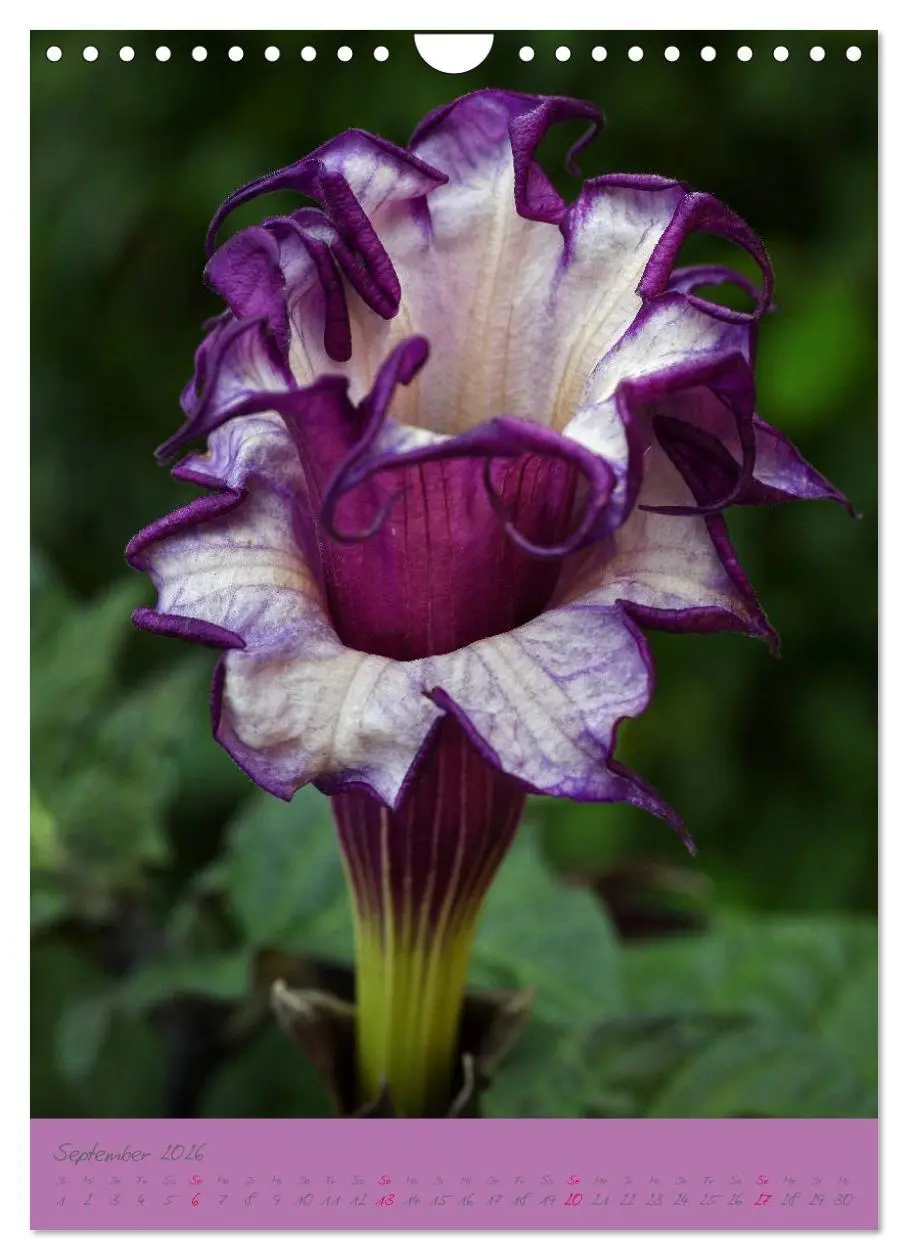 Bild: 9783516470796 | Brugmansia &amp; Datura - Exotische Schönheiten (Wandkalender 2026 DIN...
