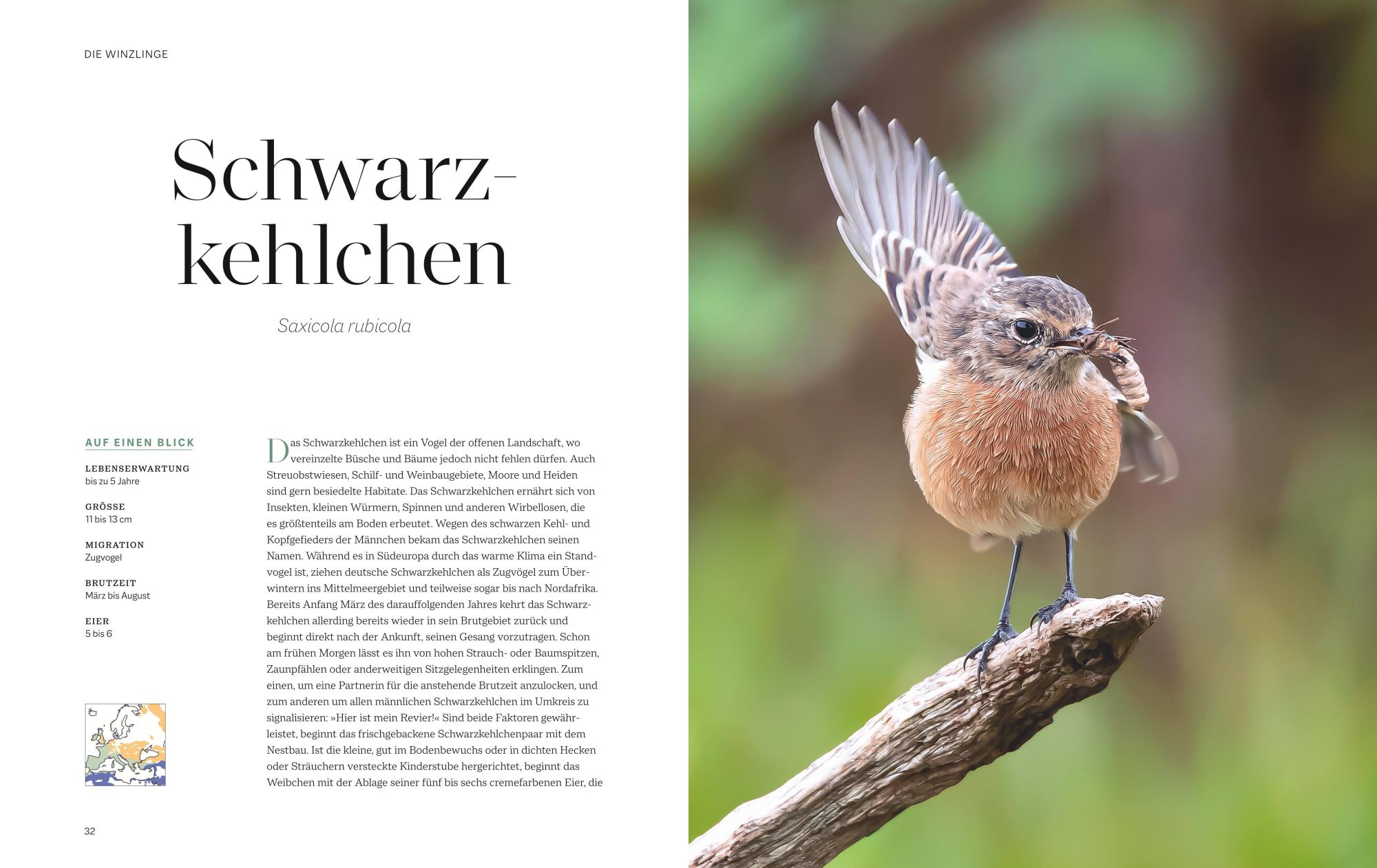 Bild: 9783967470796 | Die magische Welt unserer Vögel | Hannes Bonzheim (u. a.) | Buch